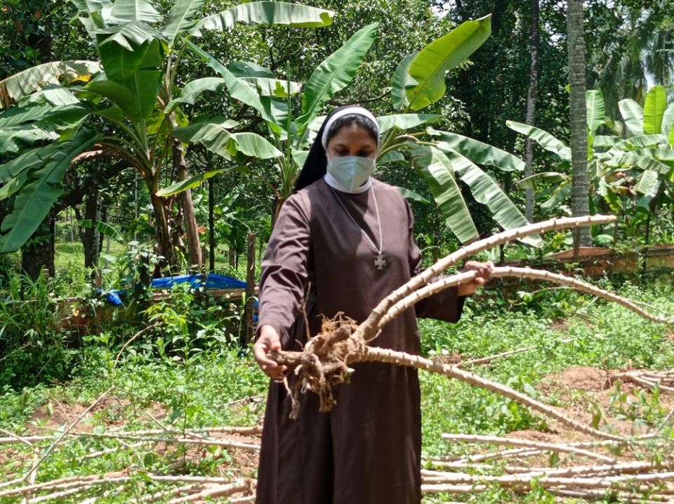 Sr. Jofi Joseph shows the roots of a cassava plant in the Congregation of the Mother of Carmel's garden in Muthukadu, Kerala, India, that had been eaten by wild boars. (Courtesy of Jofi Joseph)