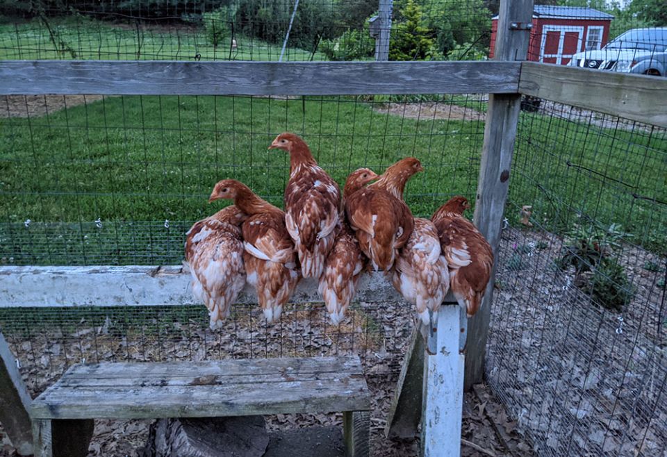 These chickens gather in their coop before nightfall. I recently helped a friend "critter sit" and watched the family's chickens, cats, and dogs. Of them all, I must admit that watching and interacting with the chickens was my favorite. (Julia Gerwe)