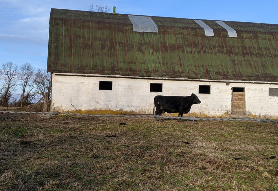 Abutting the Sisters of Charity of Nazareth's property in Kentucky is this small-scale farm, including cows that often greet me throughout the day. (Julia Gerwe)