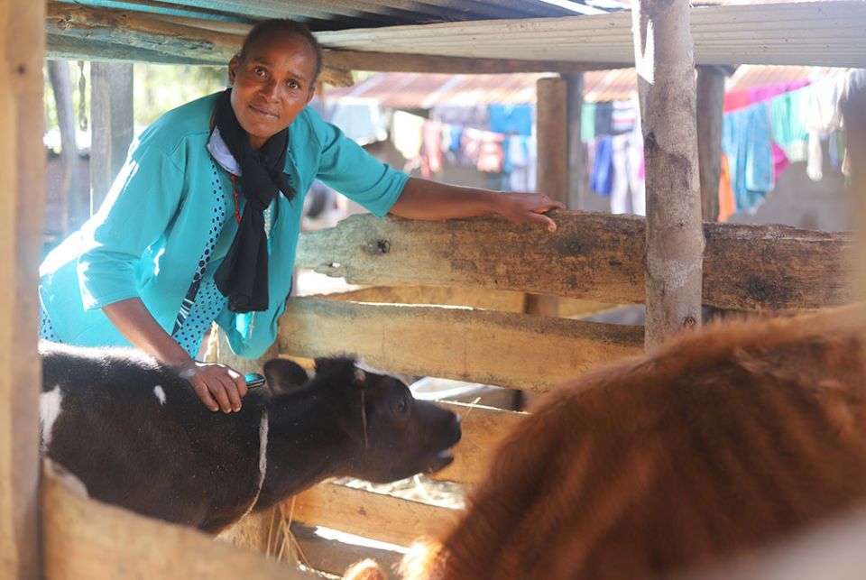 Veronica Nthambi, 45, tends to her cows at her home in Makuyu village, some 37 miles northeast of Nairobi. (GSR photo/Doreen Ajiambo)