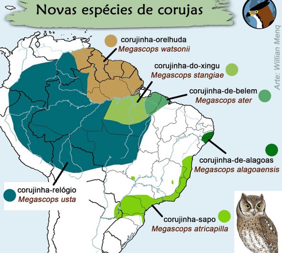 Map of recently discovered species of screech owls, including one named after Sr. Dorothy Stang, who worked in the Amazon region (Courtesy of Willian Menq)
