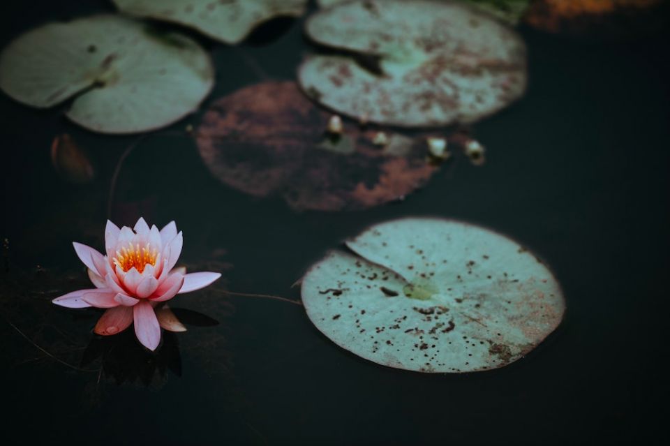 Lotus flower (Unsplash/Annie Spratt)