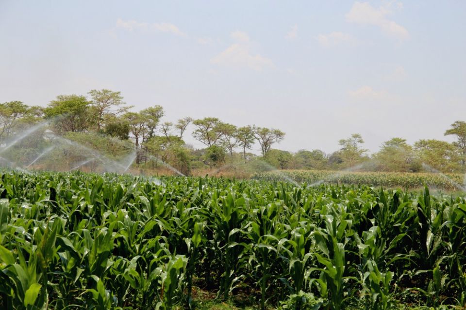 Water sprays over a maize farm on the outskirts of Chilanga town in Zambia. The Daughters of the Redeemer do not rely on rainfall to farm. They have installed a drip irrigation system, which they credit for their success. (GSR photo/Doreen Ajiambo)