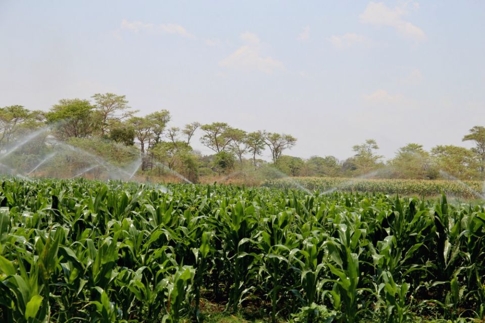 Water sprays over a maize farm on the outskirts of Chilanga town in Zambia. The Daughters of the Redeemer do not rely on rainfall to farm. They have installed a drip irrigation system, which they credit for their success. (GSR photo/Doreen Ajiambo) Water sprays over a maize farm on the outskirts of Chilanga town in Zambia. The Daughters of the Redeemer do not rely on rainfall to farm. They have installed a drip irrigation system, which they credit for their success. (GSR photo/Doreen Ajiambo)