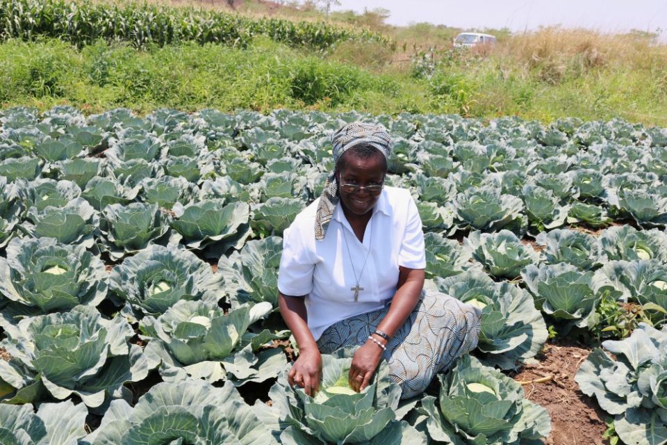 Sr. Christine Singini bends to harvest cabbage on the Daughters of the Redeemer sisters' organic farm on the outskirts of Chilanga town in Zambia. (GSR photo/Doreen Ajiambo)