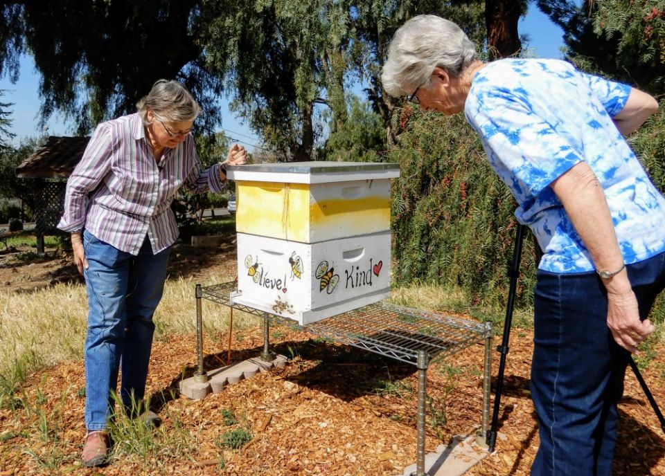 Dominican Srs. Barbara Hagel, left, and Jeanette DeYoung examine a beehive on their motherhouse property in Fremont, California. (Melanie Lidman)