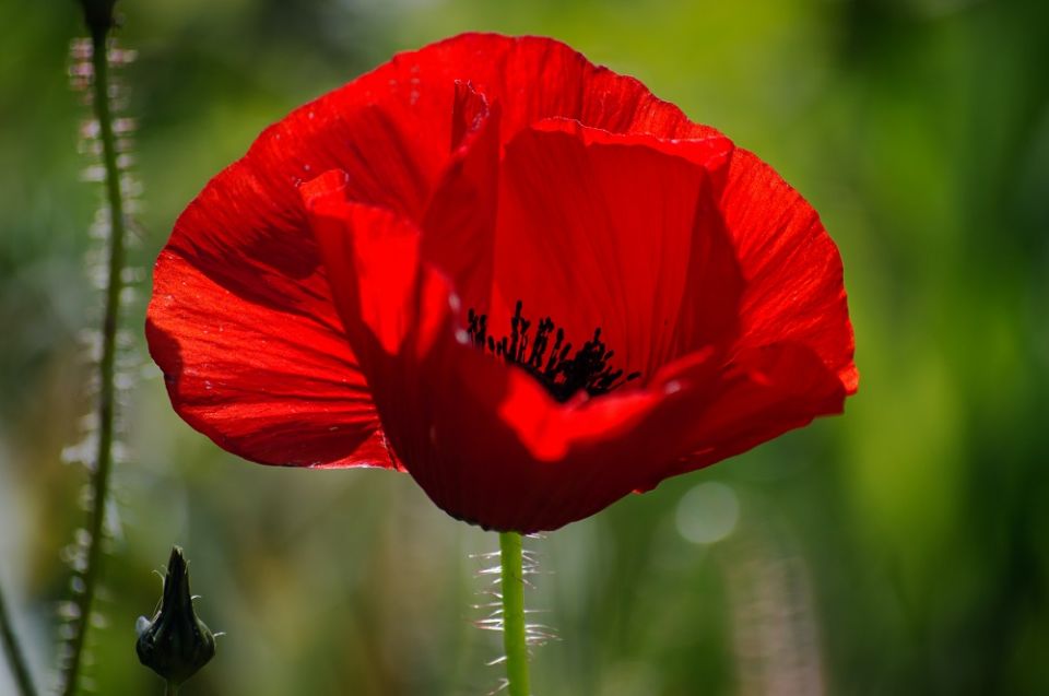 A red poppy is in the foreground. The background is a blurry green garden.
