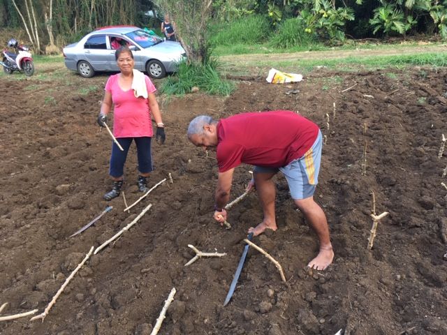 The Fiji Catholic group plants tapioca roots on land given by Sr. Elizabeth Browne-Russell's sister for growing food. (Elizabeth Browne-Russell)