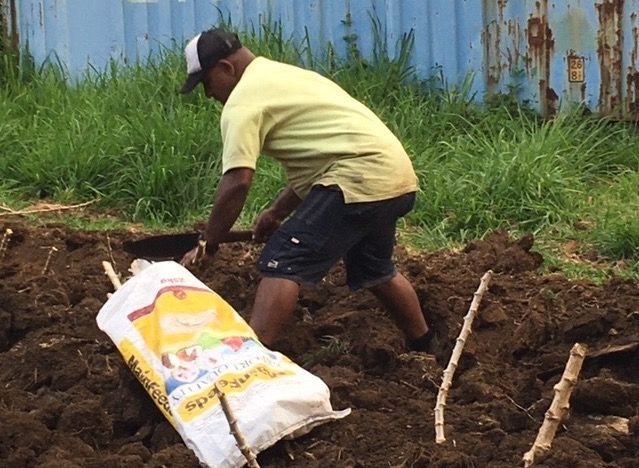 A member of the Fiji Catholic group plants tapioca roots on land given by Sr. Elizabeth Browne-Russell's sister for growing food. (Elizabeth Browne-Russell)