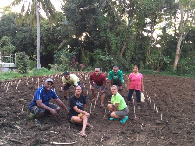 The Fiji Catholic group poses amid a field of tapioca roots they just planted on land in Cook Islands given by Sr. Elizabeth Browne-Russell's sister for growing food for the community. They put sweet potatoes in on the other side of the plot. (Elizabeth B