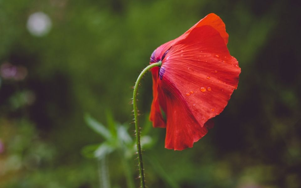 A wilted red poppy sits on a blurry background of a green garden