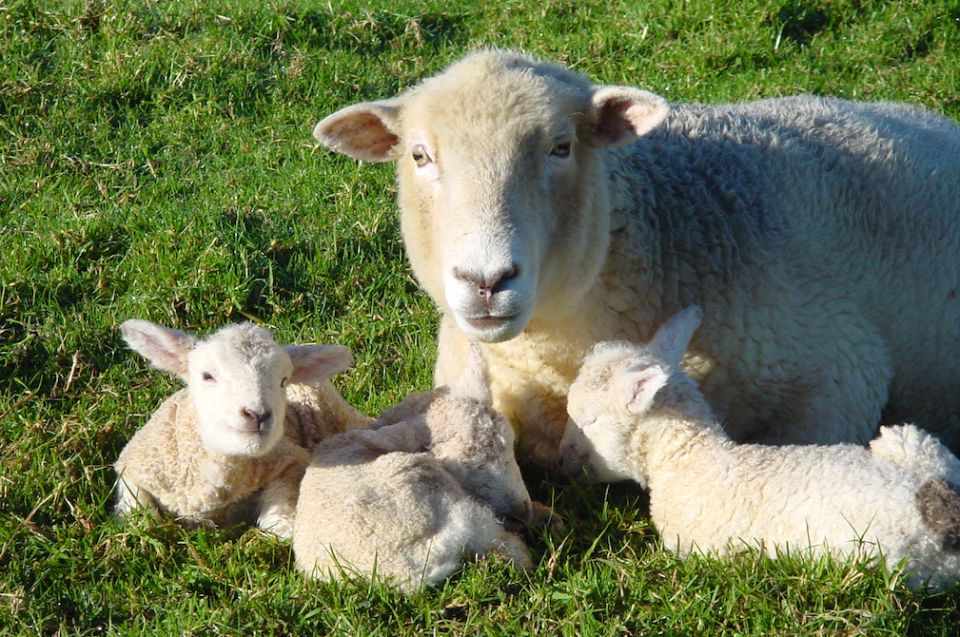 A ewe with her lambs (Susan Elizabeth Smith) A ewe with her lambs (Susan Elizabeth Smith)