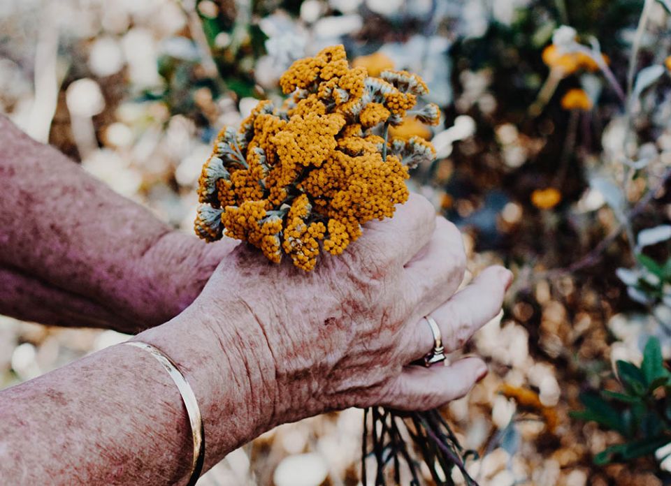 Elderly hands holding flowers (Unsplash/Sincerely Media)