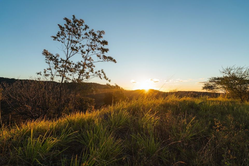 Sun coming up over a field
