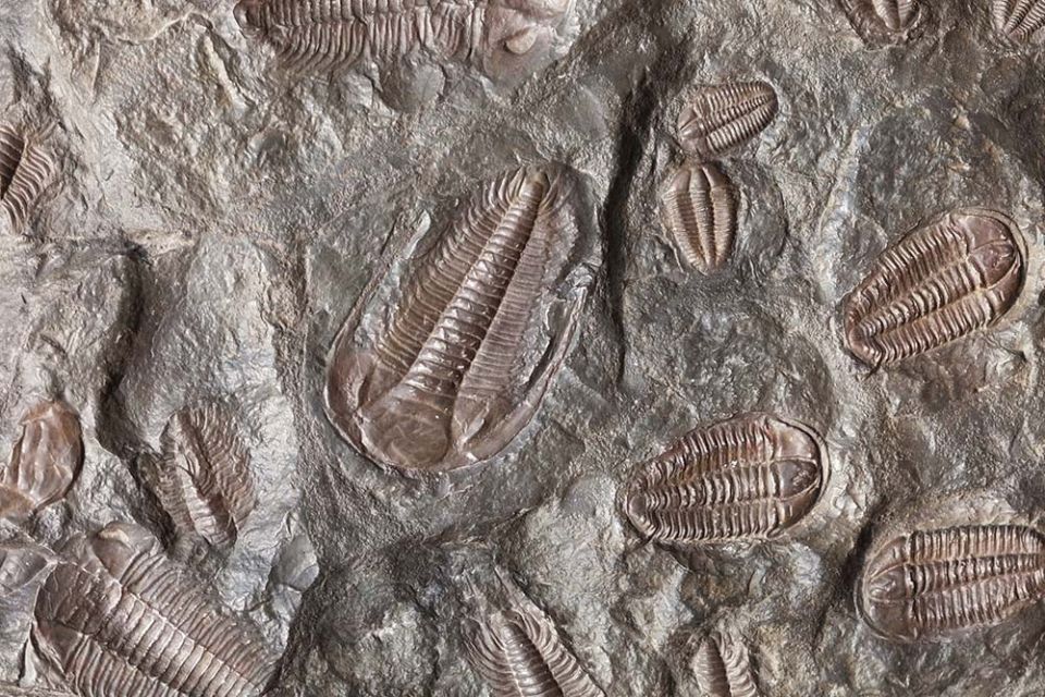 Trilobite fossils in a slab of stone (Unsplash/Wes Warren)