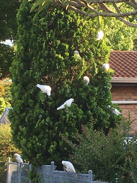 A tree full of white cockatoos in Australia (Tracey Edstein)