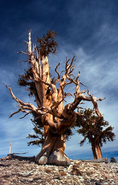 Bristlecone pine tree (Wikimedia Commons/USFS Region 5)