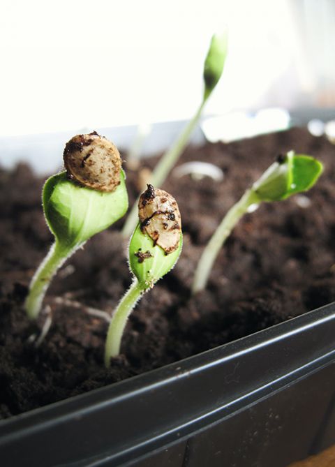 Seedlings (Unsplash/Jen Theodore)