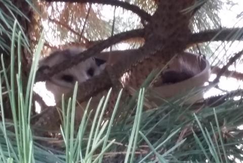 A possum seeks refuge in a pine tree. (Provided photo)