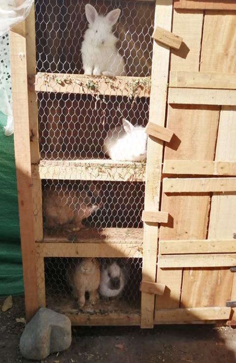 Rabbits in the new hutches (Courtesy of Hilda Mary Bernath)