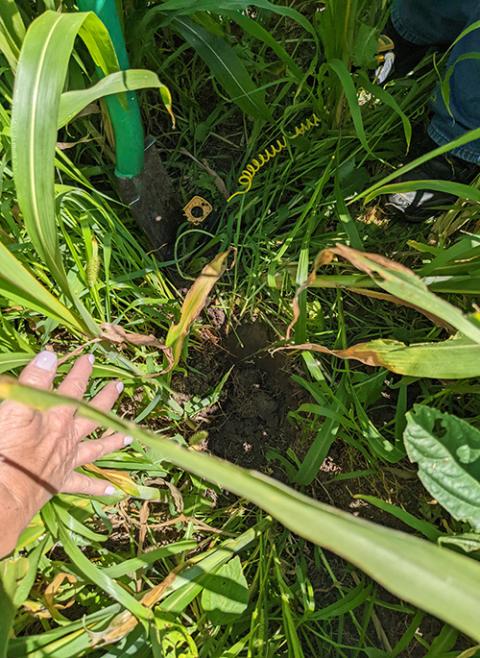 Presentation Sister Sr. Janice Klein looks at healthy soil that Gabe Brown, a regenerative farming expert and proponent, restored on his farm in North Dakota. (Jared Hohn)