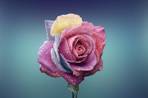 Flor rosa Michele Morek. (Foto: Pixabay)