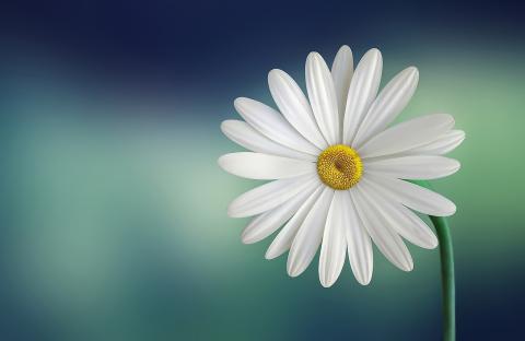 Flores margarita Michele Morek. (Foto: Pixabay)