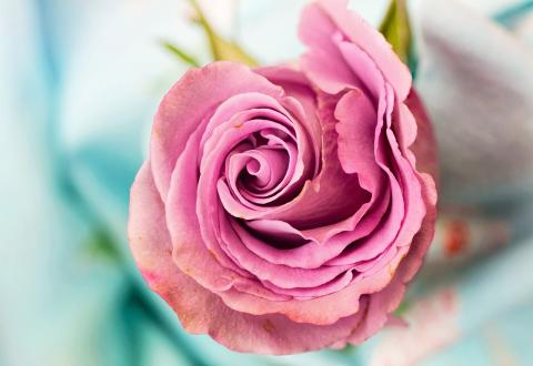 Flor rosada Michele Morek. (Foto: Pixabay)