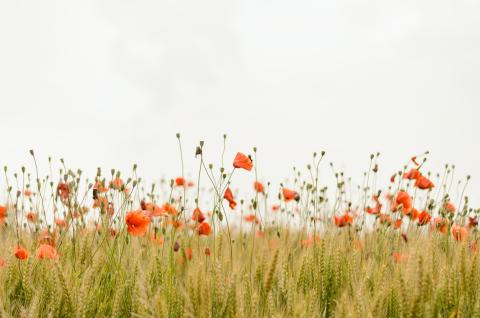 Desde ese lugar refrescante en (...) Europa, rezo, respiro y me conecto con todo. (Foto: Unsplash)