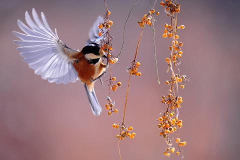 Respira, y en tu corazón, visualiza a María Madre Tierra. (Foto: Pixabay)