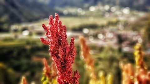 La variedad más común es la quinua blanca, aunque también las hay rojas y negras. (Foto: Pixabay)