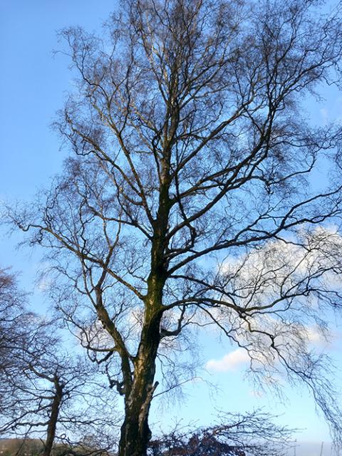 Bare beech tree against blue sky.