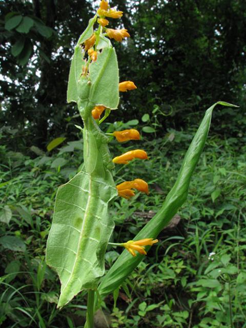 A leaf insect is pictured in Pakke Tiger Reserve in northeast India. (Wikimedia Commons/Nandini Velho)