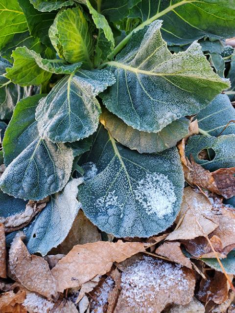 Cabbage in Sr. Corbin Hannah's backyard garden in Indiana after a hard frost. (Courtesy of Sr. Corbin Hannah)