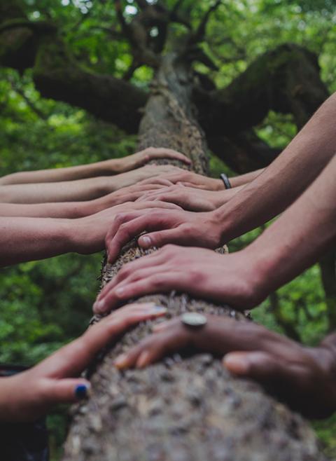 In this photo illustration people have placed their hands next to each other's in a line along a tree branch, highlighting the differences between their hand sizes and skin colors. (Unsplash/Shane Rounce)