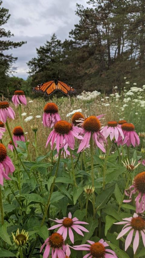 PXL-20210 Flowers: In addition toThe Dominican sisters’ property at Sinsinawa includes 10 acres of prairie and 10 acres of oak savanna.