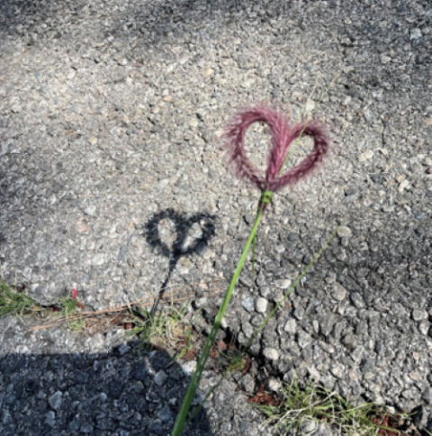 A heart is formed with a plant at Serra Retreat in Malibu. A heart is formed with a plant at Serra Retreat in Malibu.