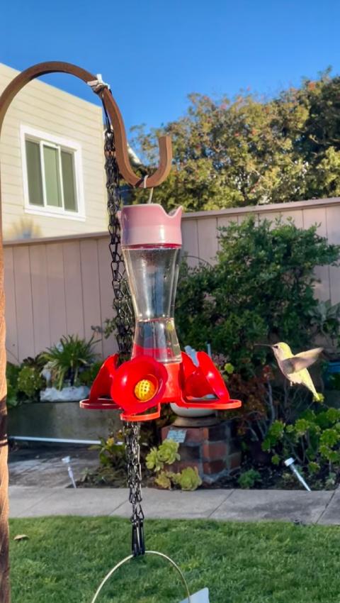 Hummingbird at bird feeder A yellow hummingbird eating at a red bird feeder in a backyard.