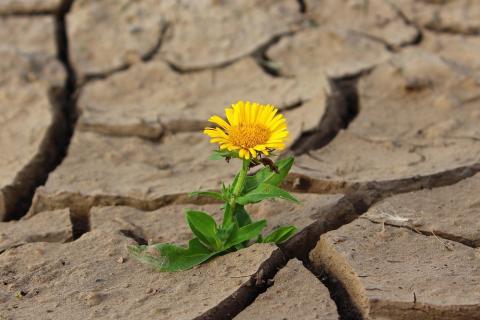 Flor amarilla sonre suelo reseco Pese a la sequía, florece. (Foto: Pixabay)