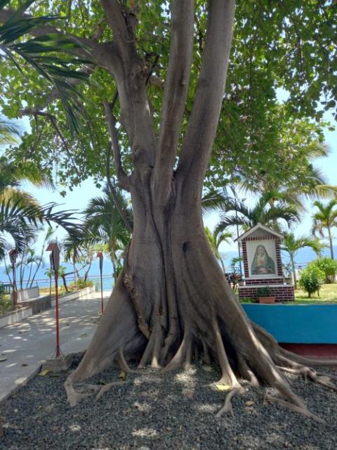 Tree in Manta, Ecuador Tree in Manta, Ecuador