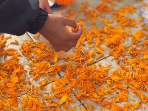 A student at the Colegio Tepeyac Mexicano makes a path with marigold leaves leading toward a Day of the Dead altar Oct. 28 in Mexico City. 