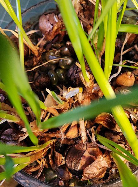 Paperwhite, or Narcissus papyraceus, bulbs sprout in early March, signaling new life after winter. (Jane Marie Bradish)