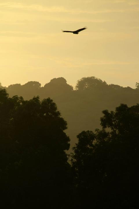 Ave en pleno vuelo sobre una selva de Brasil, entre la bruma y la niebla, con la luz tenue del amanecer filtrándose entre la vegetación. (Foto: Unsplash)