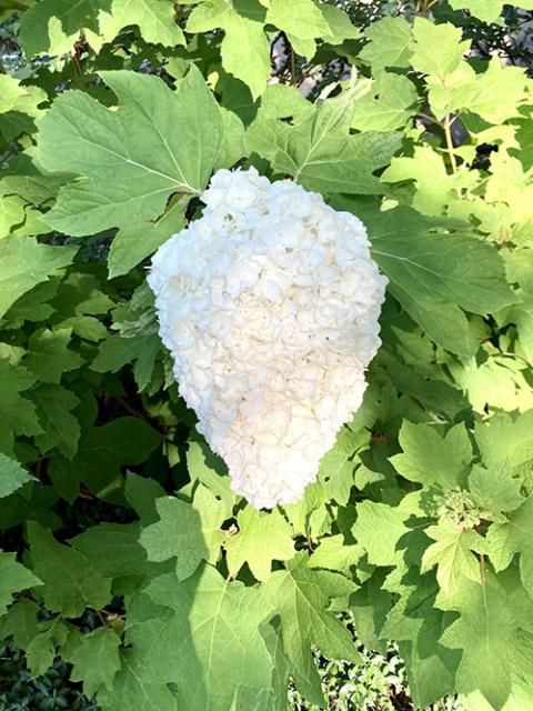 Hydrangea around the corner (Nancy Sylvester)