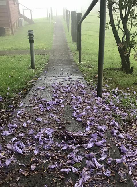 TUn camino con flores moradas en el suelo junto a una cerca perimetral en la Abadía Jamberoo. 