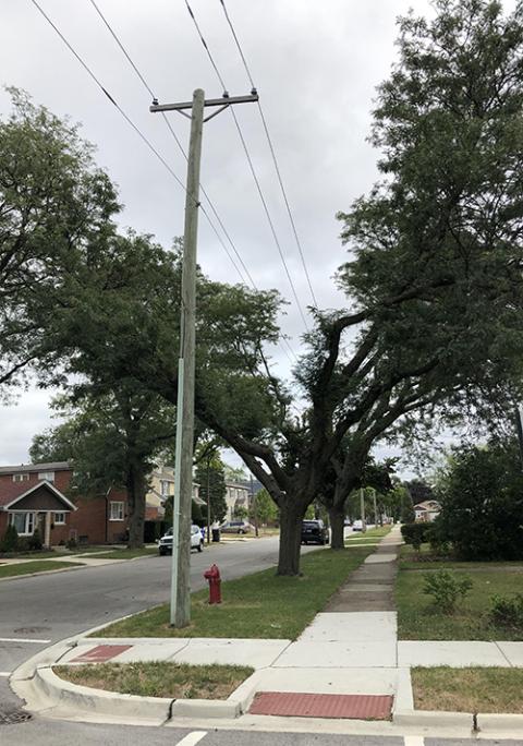 Just as my beautiful tree had to accommodate the cables to survive and thrive, so we must transform ourselves to live fully. (Sue Paweski) Just as my beautiful tree had to accommodate the cables to survive and thrive, so we must transform ourselves to live fully. (Sue Paweski)