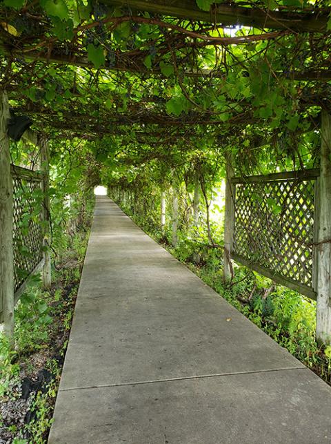 The grape arbor at Notre Dame of Elm Grove in Elm Grove, Wisconsin (Jane Marie Bradish) The grape arbor at Notre Dame of Elm Grove in Elm Grove, Wisconsin (Jane Marie Bradish)