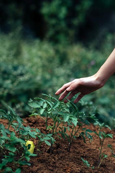 Hand touching growing plants (Unsplash/Lawrence Aritao)