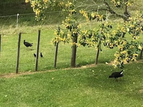 Two parent pukeko (the Maori name), or Australasian swamp hens, and their two chicks forage for food. (Provided photo) Two parent pukeko (the Maori name), or Australasian swamp hens, and their two chicks forage for food. (Provided photo)