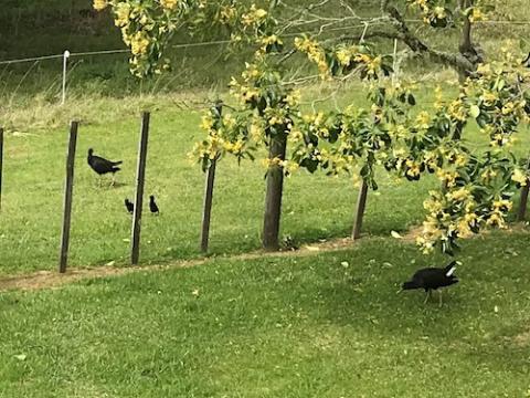 Two parent pukeko (the Maori name), or Australasian swamp hens, and their two chicks forage for food. (Provided photo)